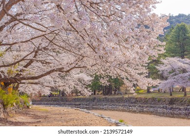 Spring Cherry Blossoms In South Korea