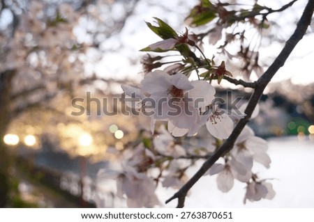 Spring cherry blossoms with sunset light reflecting on wate