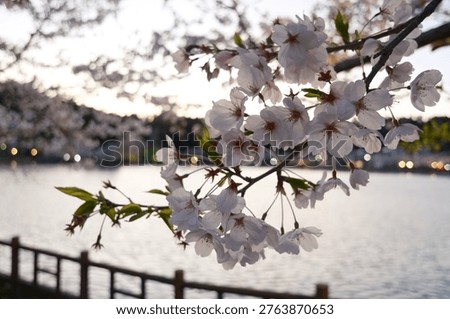 Spring cherry blossoms with sunset light reflecting on wate