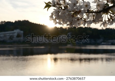 Spring cherry blossoms with sunset light reflecting on wate