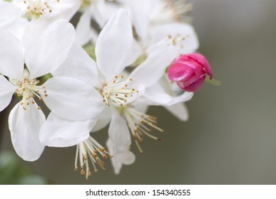 Spring cherry blossums with bud