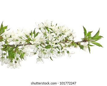 spring cherry flowers isolated
