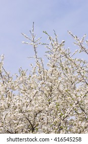 Spring cherry orchard in bloom