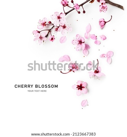 Spring cherry tree in bloom creative layout. Sakura pink flowers in springtime background. Beauty in nature. Design element. Top view, flat lay