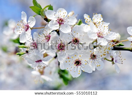 Similar – Blossom pear tree in white flowers