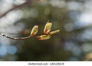 Spring Chokecherry Tree Leaf Buds