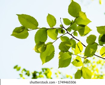 Frühling in der Stadt - Zweig Elm Baum mit frischen grünen Blättern im Stadtpark am sonnigen Tag