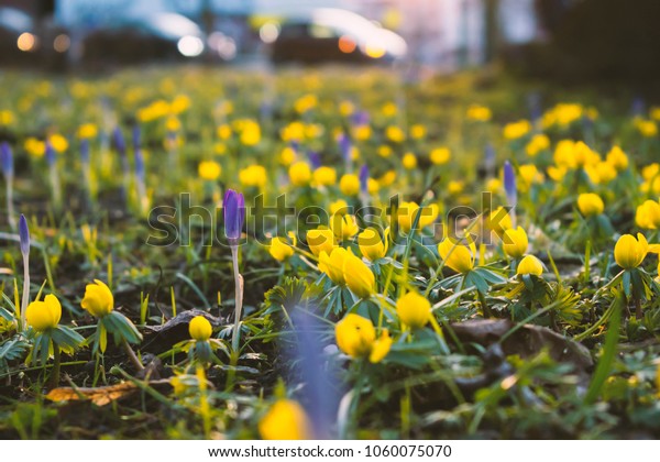 Spring in the city. Yellow Eranthis and\
violet Crocuses. Bright blooming meadow with early spring flowers,\
cars in the background.