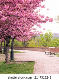 Spring Cityscape With Blooming Cherry Trees On Tóth Árpád Promenade, Buda Castle District