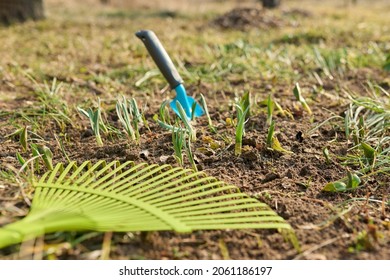 Spring Cleaning Backyard Flower Bed With Sprouting Flowers