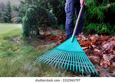 Spring cleaning in the garden. Sweeping dry leaves.