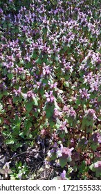 Spring clearing of the first flowers