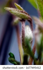 spring clematis bud and leaves