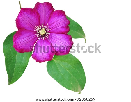 Similar – Image, Stock Photo Clematis cutout flowery