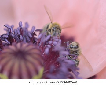 Spring close up - a bee sucks nectar from an ornamental oriental poppy flower.