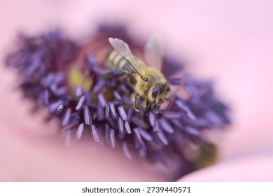 Spring close up - a bee sucks nectar from an ornamental oriental poppy flower.