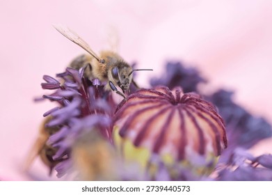 Spring close up - a bee sucks nectar from an ornamental oriental poppy flower.