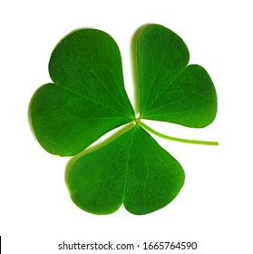 Spring clover leaf isolated on white background. Green three-leaved shamrock - symbol of Saint Patricks Day. Close-up view. - Shutterstock ID 1665764590