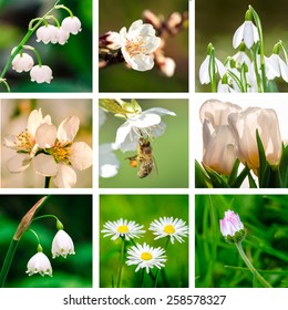 spring collage from white flowers