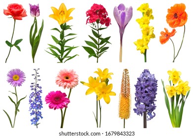 Spring collection of flowers rose, crocus, hyacinth, aster, lily, eremurus, poppy, phlox, tulip, daffodil, gladiolus, delphinium isolated on a white background