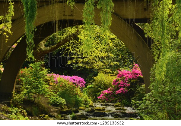 Spring Color Azaleas Rhododendrons Crystal Springs Stock Photo