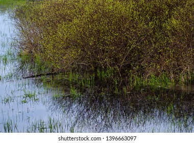 Spring Color Bursts Forth On A Shrub In A Wetland Near The Portage River, Jackson County, Michigan