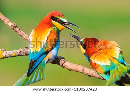 spring colored birds flirting, natural design, unique moments in the wild