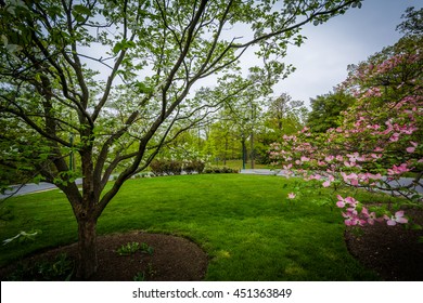 Spring Colors At Notre Dame Of Maryland University, In Baltimore, Maryland.