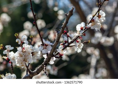 Spring is coming - Shutterstock ID 1362571790