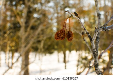 Spring is coming