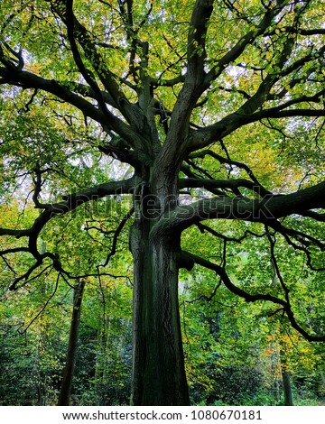 Similar – Image, Stock Photo Green Lung Colour photo