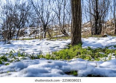 Spring is coming. Beautiful spring landscape -  forest and grass after winter - Powered by Shutterstock