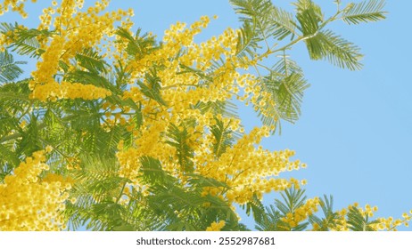Spring Is Coming. Easter Concept. Beautiful Yellow Mimosa Small Flowers In Spring Botanical Garden. Close up.