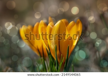 Similar – Image, Stock Photo spring awakening Flower