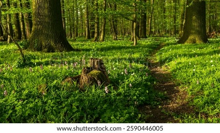 spring is coming to the forest