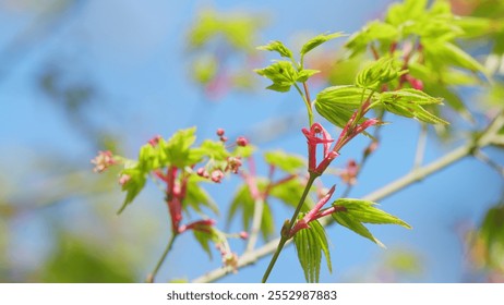 Spring Is Coming. Green Japanese Maple Shrub Or Tree. Acer Leaves In The Sunlight. Close up. - Powered by Shutterstock