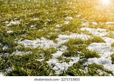Spring is Coming. Last Snow Melting on Green Grass of Lawn with Sun Light. Beautiful Early Spring Background.