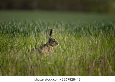 Spring is coming. A rabbit in a grain field. 
