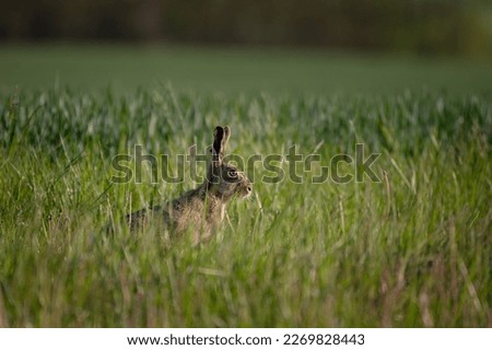 Spring is coming. A rabbit in a grain field. 