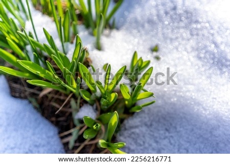 Spring is coming.Fresh succulent sprouts of tulip crocus make their way out from under the snow