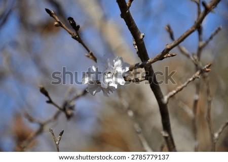 Is spring comming or not? 