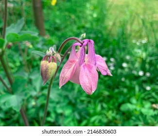 Spring Common columbine flower with pink and purple petals, also known as Aquilegia vulgaris and European columbine.