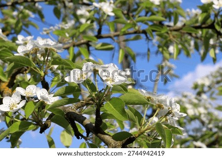 In the spring, a common pear (Pyrus communis) blooms in the garden.