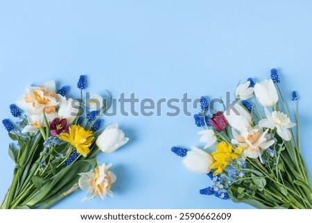 Spring composition on a blue background of flowers of tulips, muscari, daffodils, grouse with a place for text. Happy Mother's Day greeting card, happy Valentine's Day, March 8th, happy birthday