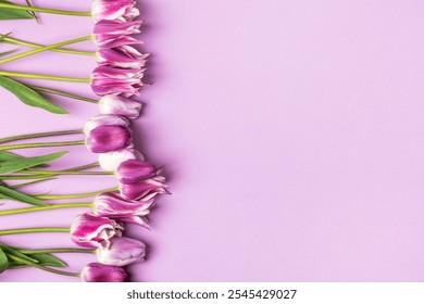 Spring composition on purple background of flowers tulips with space for text. Happy Mother's Day greeting card, happy Valentine's Day, March 8, happy birthday