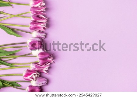 Spring composition on purple background of flowers tulips with space for text. Happy Mother's Day greeting card, happy Valentine's Day, March 8, happy birthday