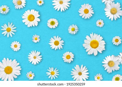 Spring composition. White daisy flowers on blue cardboard background.