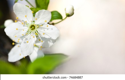 Spring composition with white flowers and copy space. – Ảnh có sẵn