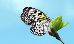 Spring Concept. Bright Colorful Butterfly On Fresh Green Leaves Against Blue Sky Background. Idea Leuconoe. Rice Paper Butterfly. Large Tree Nymph. 