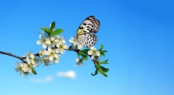 Spring Concept. Bright Colorful Butterfly On A Branch Of Blooming Sakura On A Background Of Blue Sky. Idea Leuconoe. Rice Paper Butterfly. Large Tree Nymph. Copy Space